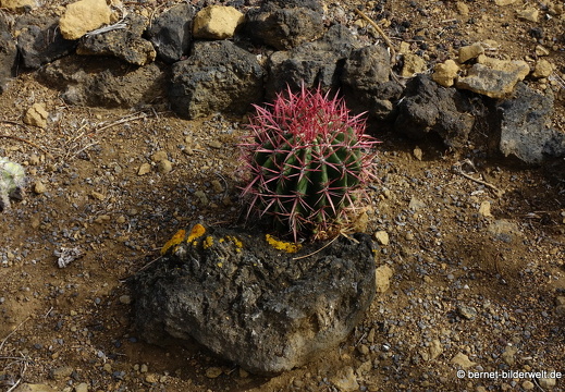 19-11-14-palmex cactus-382