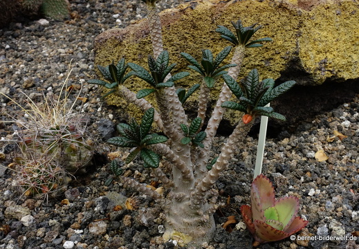 19-11-14-palmex cactus-387