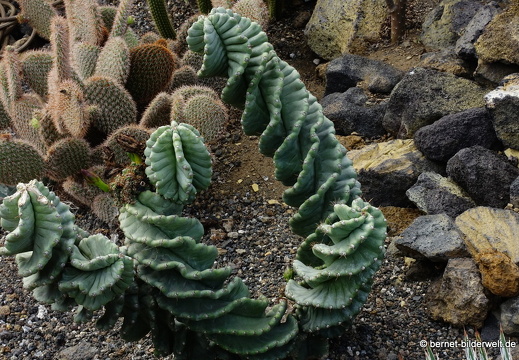 19-11-14-palmex cactus-388