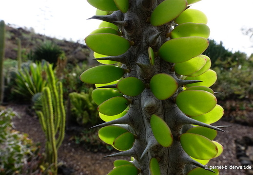 19-11-14-palmex cactus-389