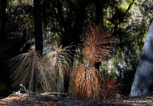 19-11-19-puntagorda-099