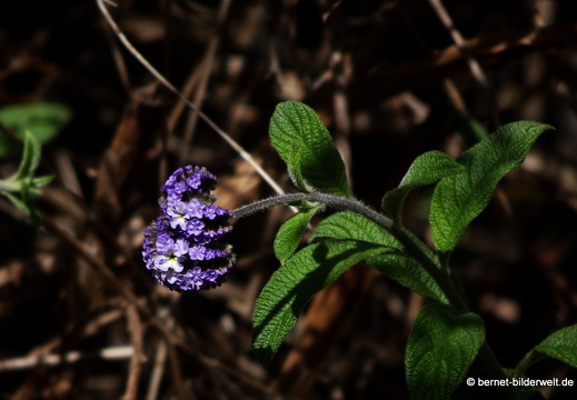 19-11-19-puntagorda-bleiwurz-007