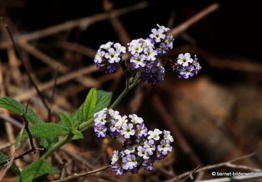 19-11-19-puntagorda-bleiwurz-011