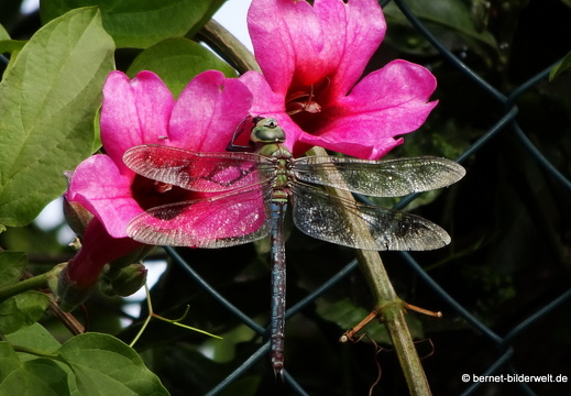 19-11-19-puntagorda-grosse koenigs-libelle-005