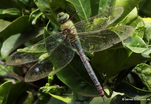 19-11-19-puntagorda-grosse koenigs-libelle-007