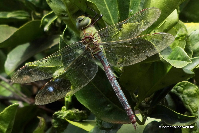 19-11-19-puntagorda-grosse koenigs-libelle-007.jpg