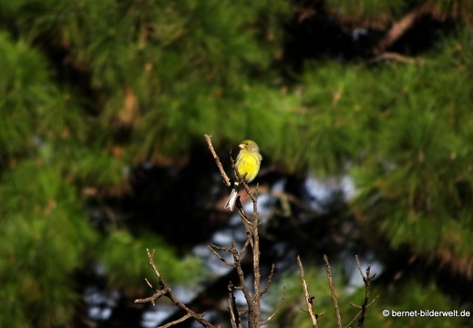 19-11-19-puntagorda-kanariengirlitz-006