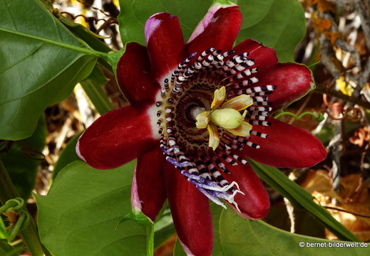 19-11-19-puntagorda-passionsbluete-007