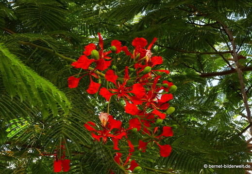 19-11-15-puerto tazacorte-flamboyant-009