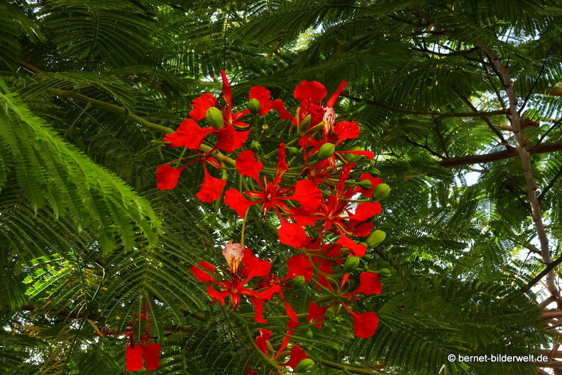 19-11-15-puerto tazacorte-flamboyant-009.jpg