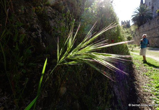 19-04-20-rhodos-stadtmauer-103