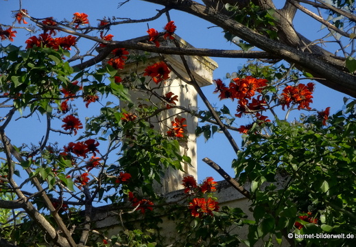 19-04-21-rhodos-villa mit park-010