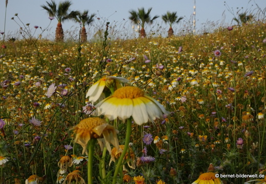 19-04-29-rhodos-monte smith-sonnenaufgang-034