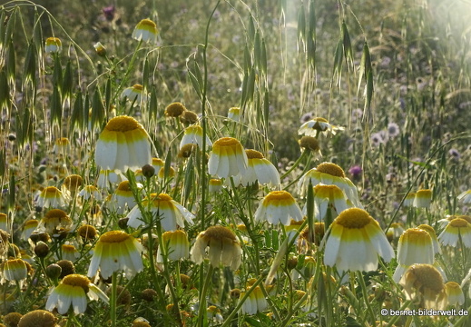 19-04-29-rhodos-monte smith-sonnenaufgang-051