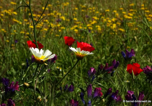19-04-29-rhodos-stadtmauer-035