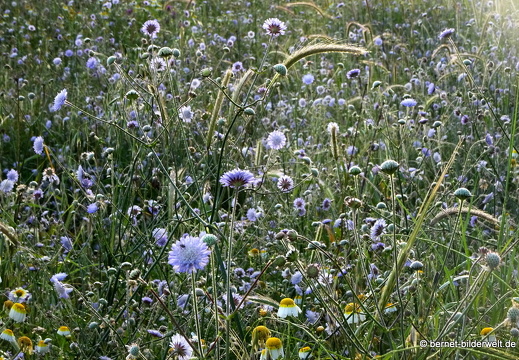 19-05-01-rhodos-monte smith-sonnenaufgang-027