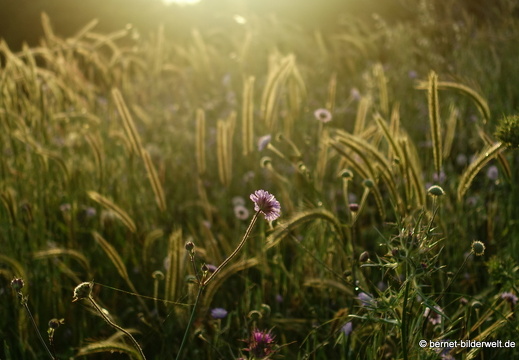 19-05-01-rhodos-monte smith-sonnenaufgang-039