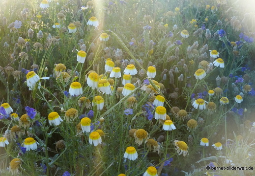 19-05-01-rhodos-monte smith-sonnenaufgang-051