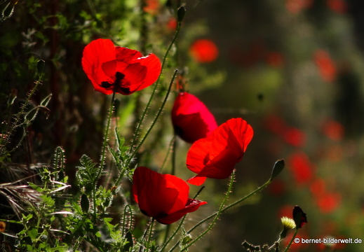 19-05-01-rhodos-stadtmauer-014