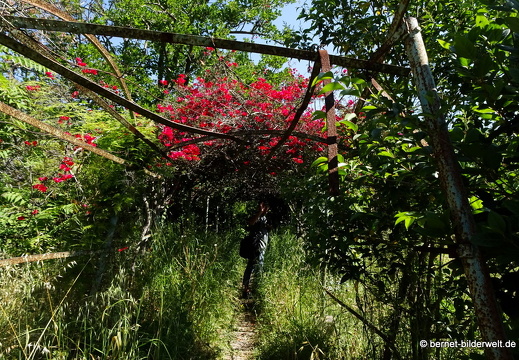 19-05-12-rhodos-alte villa-garten-012