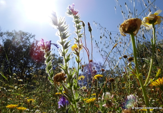 19-05-12-rhodos-alte villa-garten-023