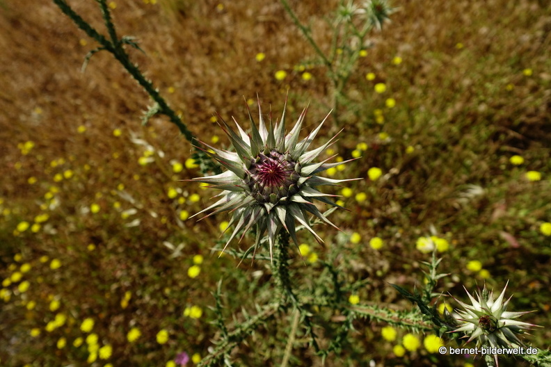 19-05-04-maritsa-017.jpg