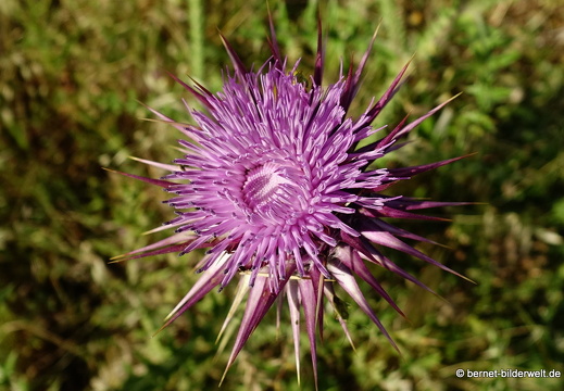 19-05-04-maritsa-025