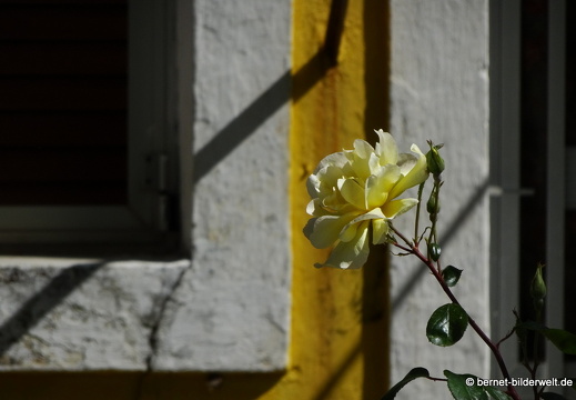 19-05-04-maritsa-maikranz-002