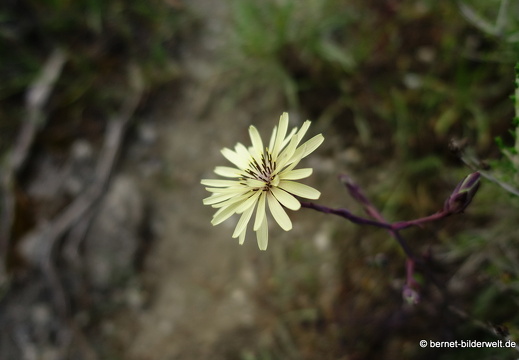 19-05-11-theologos-050