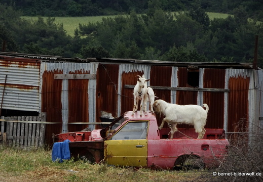 19-05-11-theologos-ziegen-005