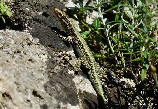 19-04-19-rhodos-altstadt-stadtmauer-016