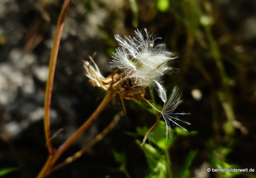 19-04-19-rhodos-altstadt-stadtmauer-066