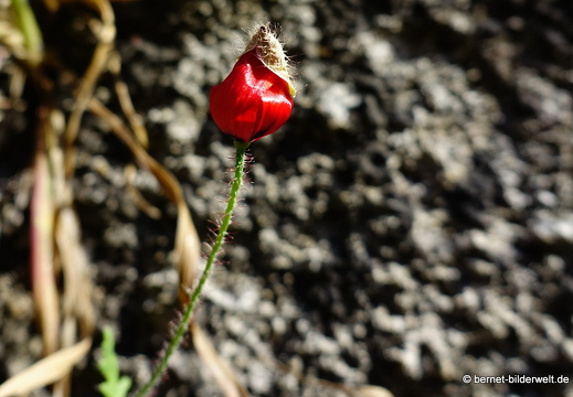 19-04-19-rhodos-altstadt-stadtmauer-021