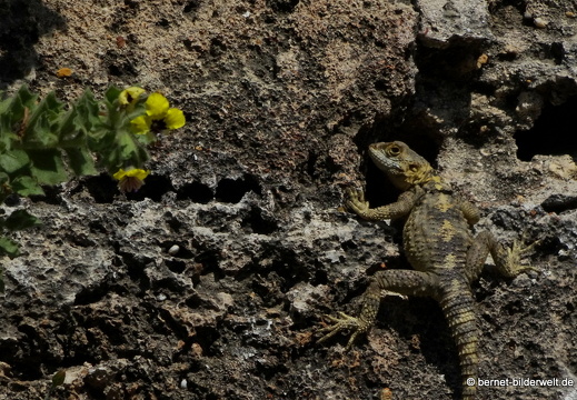19-04-19-rhodos-altstadt-stadtmauer-085