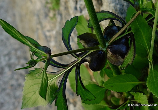 19-04-19-rhodos-altstadt-stadtmauer-074