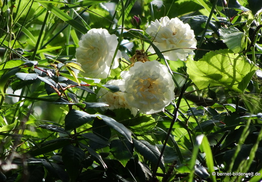 19-05-07-rhodos-monte smith-035