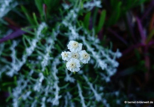 19-05-08-rhodos-westkueste-ialisou-promenade-018
