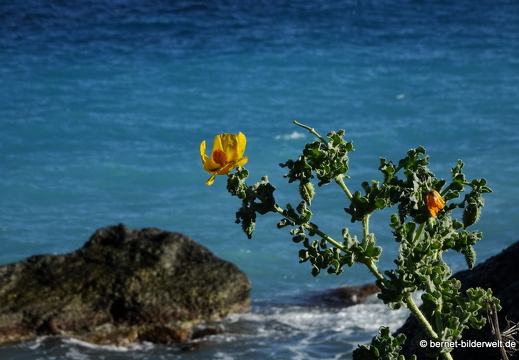 19-05-08-rhodos-westkueste-ialisou-promenade-hornmohn-011
