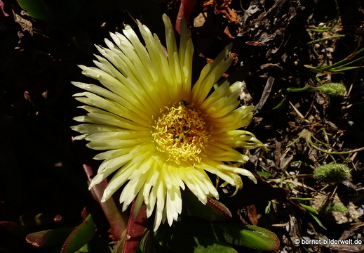 19-05-08-rhodos-westkueste-ialisou-promenade-155