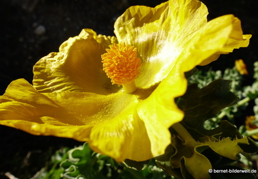 19-05-08-rhodos-westkueste-ialisou-promenade-hornmohn-009