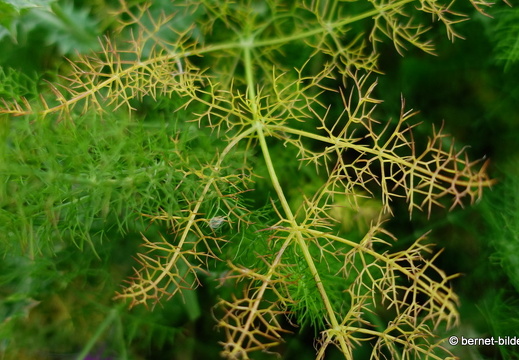 19-05-10-rhodos-monte smith-sonnenaufgang-067