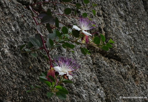 19-05-10-rhodos-stadtmauer-kapernbluete-006