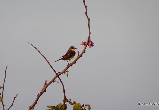 19-05-11-rhodos-monte smith-sonnenuntergang-007