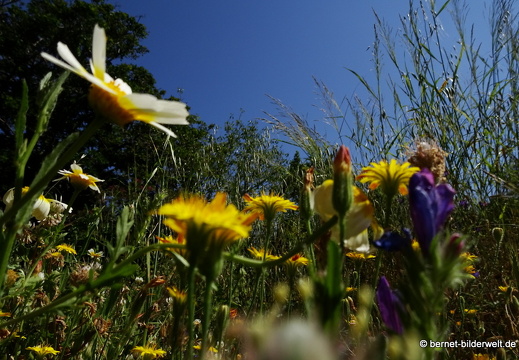 19-05-12-rhodos-alte villa-garten-024