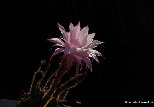 19-05-13-rhodos-saeulenkaktusbluete-005