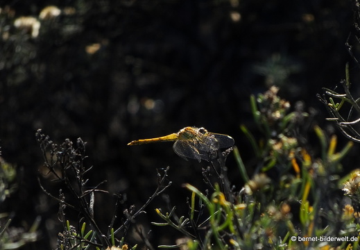 19-11-24-los llanos-056