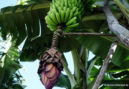 19-11-17-los llanos-argual-bananenplantage-005