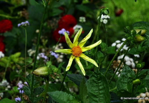 25-08-27-karlsruhe-stadtgarten-zoo-006