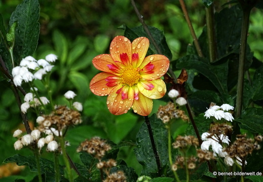 25-08-27-karlsruhe-stadtgarten-zoo-008