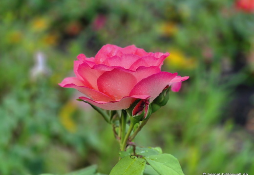 25-08-27-karlsruhe-stadtgarten-zoo-076